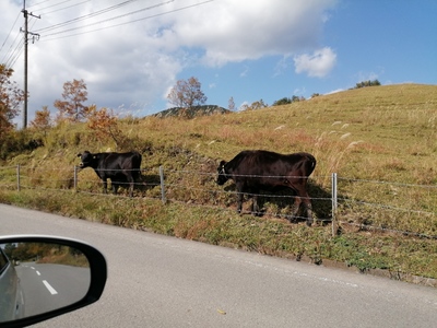 IMG_20201103_132353.jpg